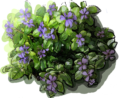 Lesser Periwinkle